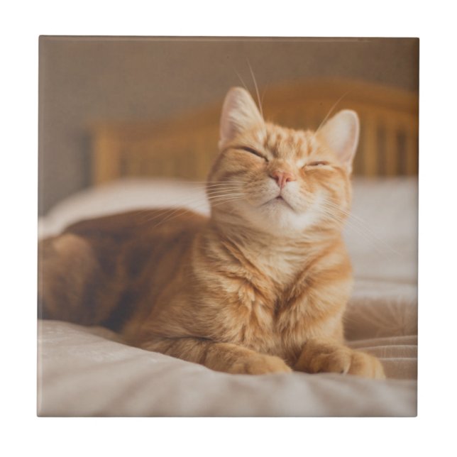 Getty Images | Sleepy Cat Tile (Front)