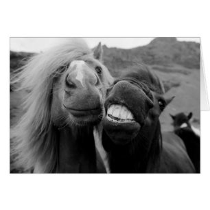 Getty Images Smiling Horses