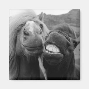 Getty Images Smiling Horses Magnet