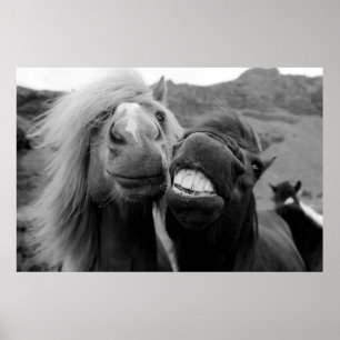 Getty Images   Smiling Horses Poster