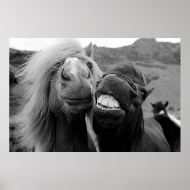 Getty Images | Smiling Horses Poster (Front)