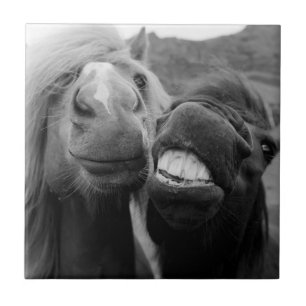 Getty Images Smiling Horses Tile