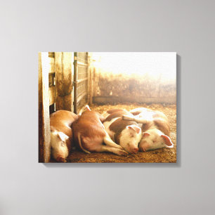 Getty Images Snuggling Pigs Canvas Print