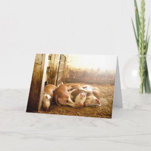 Getty Images   Snuggling Pigs Card