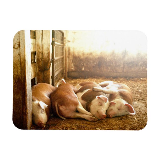 Getty Images | Snuggling Pigs Magnet (Horizontal)