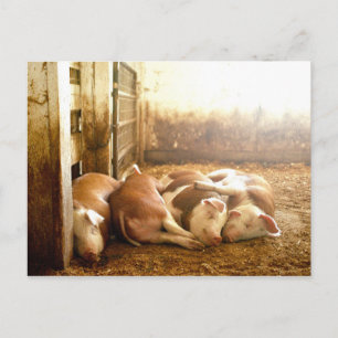 Getty Images Snuggling Pigs Postcard