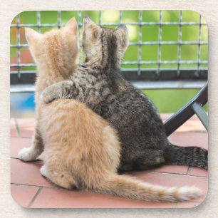 Getty Images   Two Kittens on a Balcony Coaster