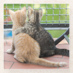 Getty Images Two Kittens on a Balcony Glass Coaster