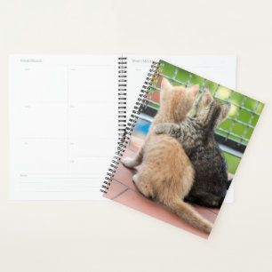 Getty Images Two Kittens on a Balcony Planner