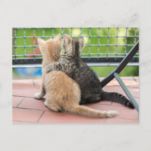 Getty Images Two Kittens on a Balcony Postcard