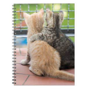 Getty Images   Two Kittens on a Balcony Spiral Notebook