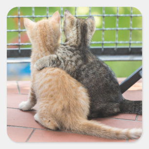 Getty Images Two Kittens on a Balcony Square Sticker