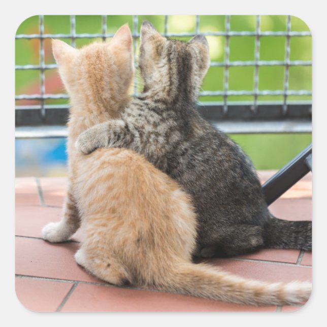 Getty Images | Two Kittens on a Balcony Square Sticker (Front)