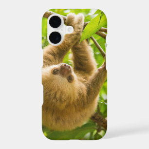 Getty Images Upside Down Sloth