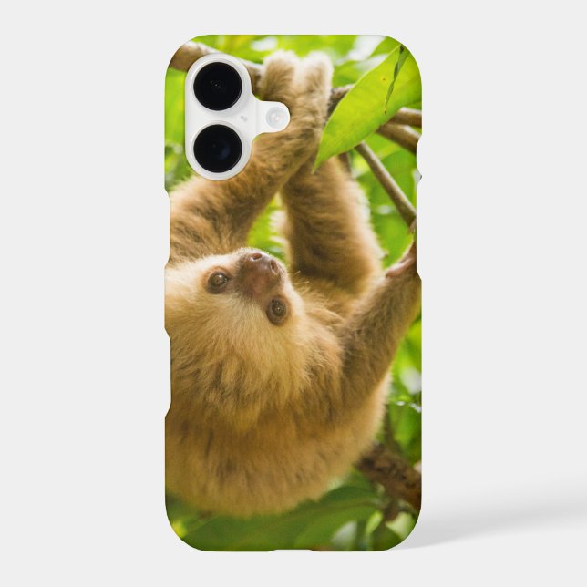 Getty Images | Upside Down Sloth (Back)