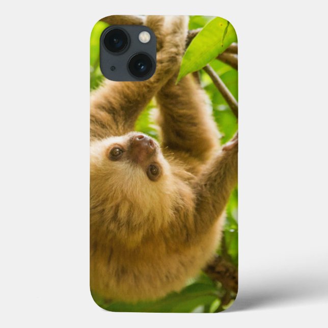 Getty Images | Upside Down Sloth Case-Mate iPhone Case (Back)