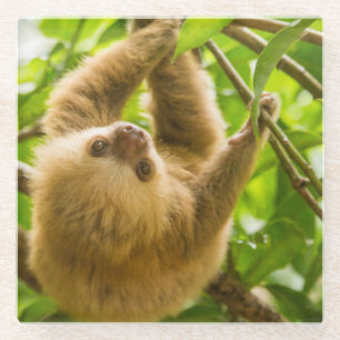 Getty Images   Upside Down Sloth Glass Coaster