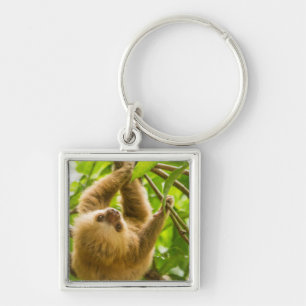 Getty Images   Upside Down Sloth Key Ring