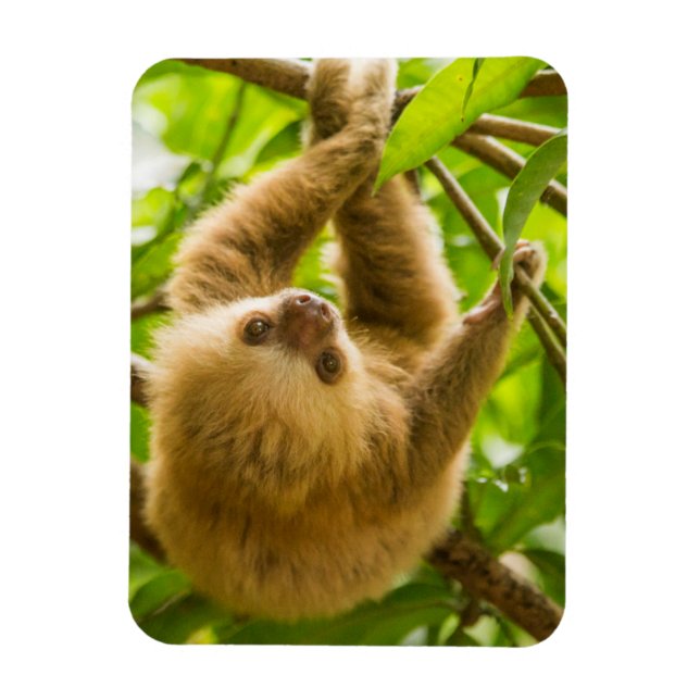Getty Images | Upside Down Sloth Magnet (Vertical)