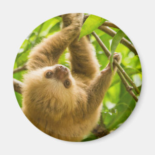 Getty Images   Upside Down Sloth Magnet