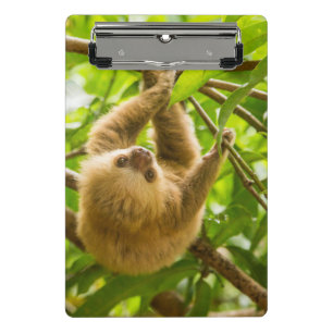 Getty Images Upside Down Sloth Mini Clipboard