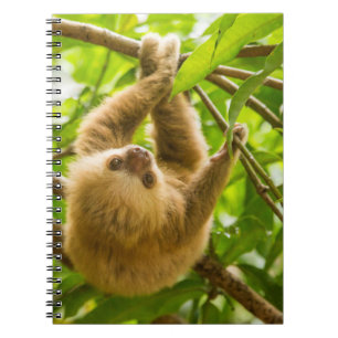 Getty Images Upside Down Sloth Notebook