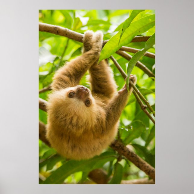 Getty Images | Upside Down Sloth Poster (Front)