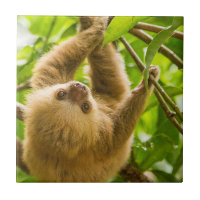Getty Images | Upside Down Sloth Tile (Front)