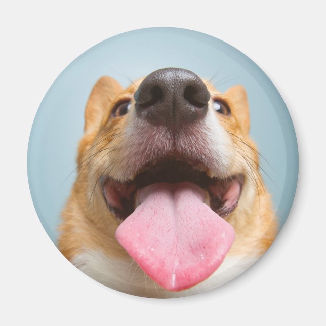 Getty Images | Very Happy Corgi Magnet (Front)