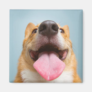 Getty Images   Very Happy Corgi Magnet