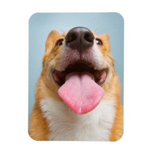 Getty Images Very Happy Corgi Magnet