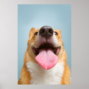 Getty Images   Very Happy Corgi Poster