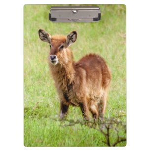 Getty Images   Young Brown Antelope Waterbuck Clipboard