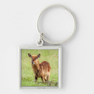 Getty Images Young Brown Antelope Waterbuck Key Ring