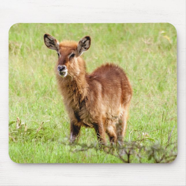 Getty Images | Young Brown Antelope Waterbuck Mouse Pad (Front)