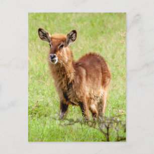 Getty Images   Young Brown Antelope Waterbuck Postcard