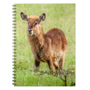 Getty Images Young Brown Antelope Waterbuck Spiral Notebook