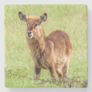 Getty Images Young Brown Antelope Waterbuck Stone Coaster