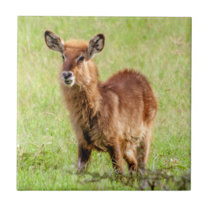 Getty Images Young Brown Antelope Waterbuck Tile