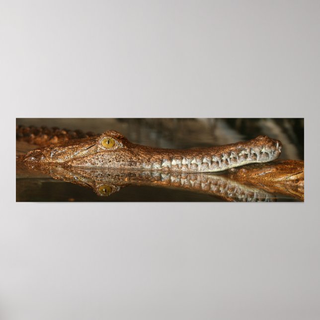 Gharial Poster (Front)