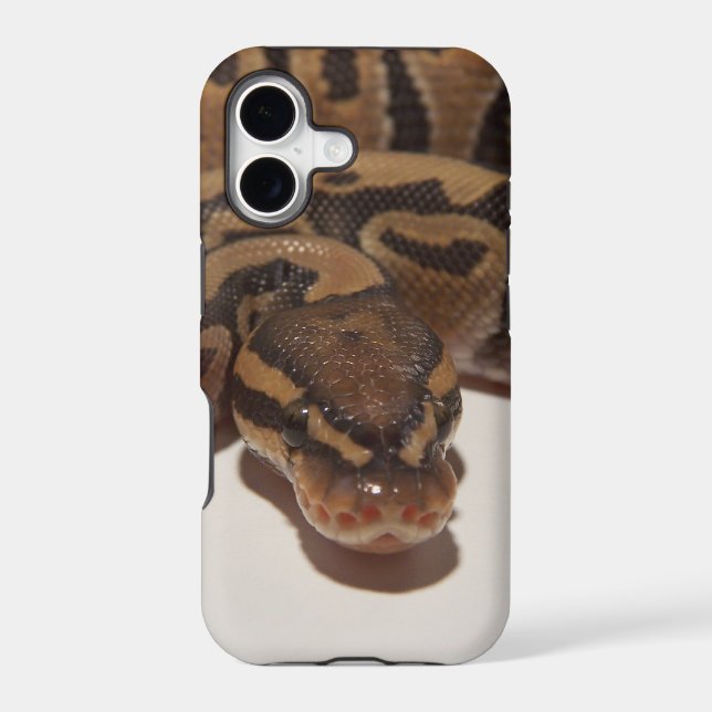 Ghost Ball Python (Back)