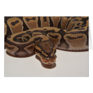 Ghost Ball Python Card