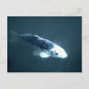 "Ghost" Fish Postcard
