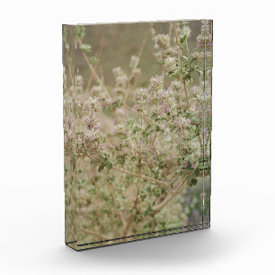 Ghost Flower Photo Block