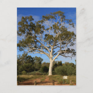 Ghost gum tree, Outback Australia Postcard