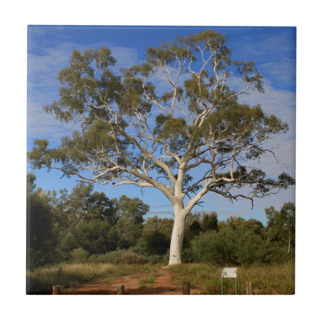 Ghost gum tree, Outback Australia Tile (Front)
