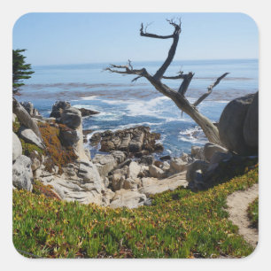 Ghost Tree – Scenic 17 Mile Drive #2 Stickers