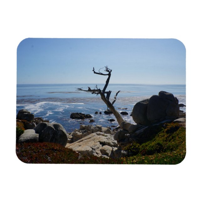 Ghost Tree - Scenic 17 Mile Drive Photo Magnet (Horizontal)