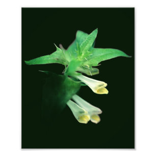 Ghostly White Woodland Wildflower Close Up 8x10 Photo Print
