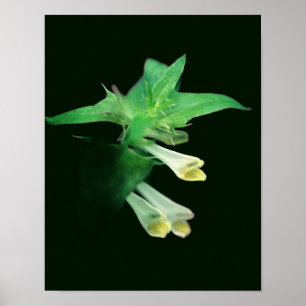 Ghostly White Woodland Wildflower Close Up Poster